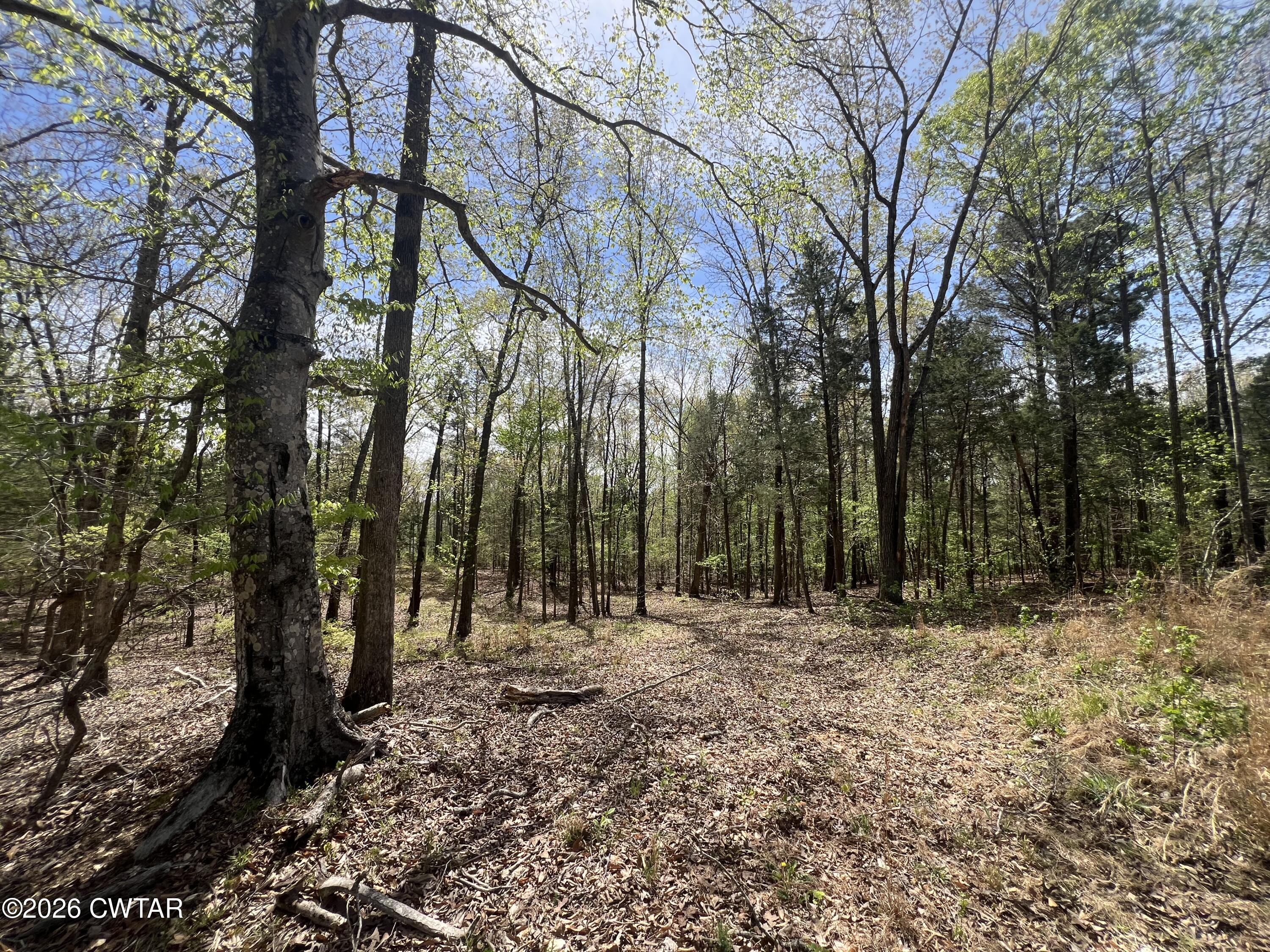 942 Excalibur Trail Cedar Grove, TN 38321 - Photo 13 of 19 a view of outdoor space with trees