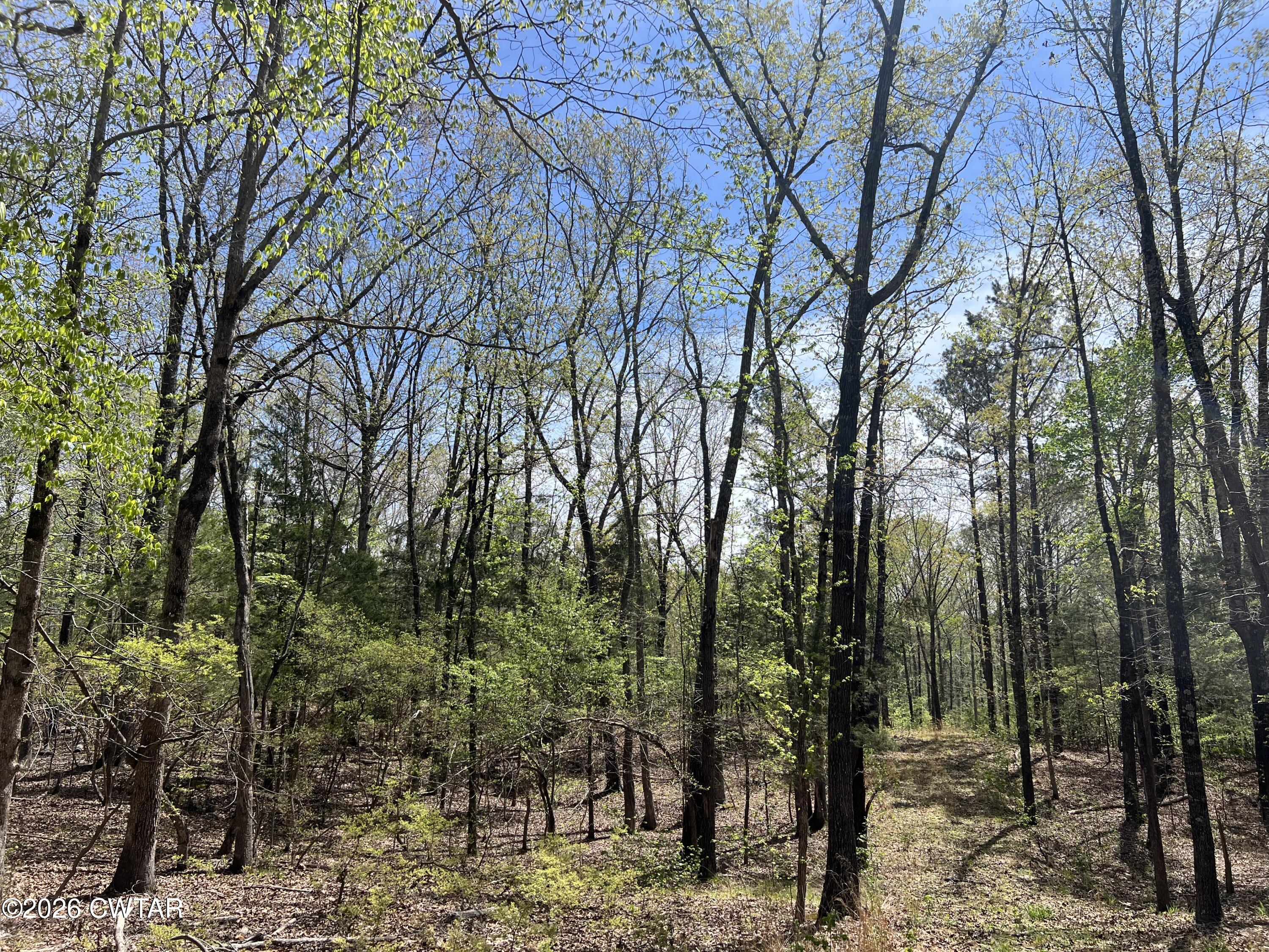 942 Excalibur Trail Cedar Grove, TN 38321 - Photo 14 of 19 a view of a forest with trees