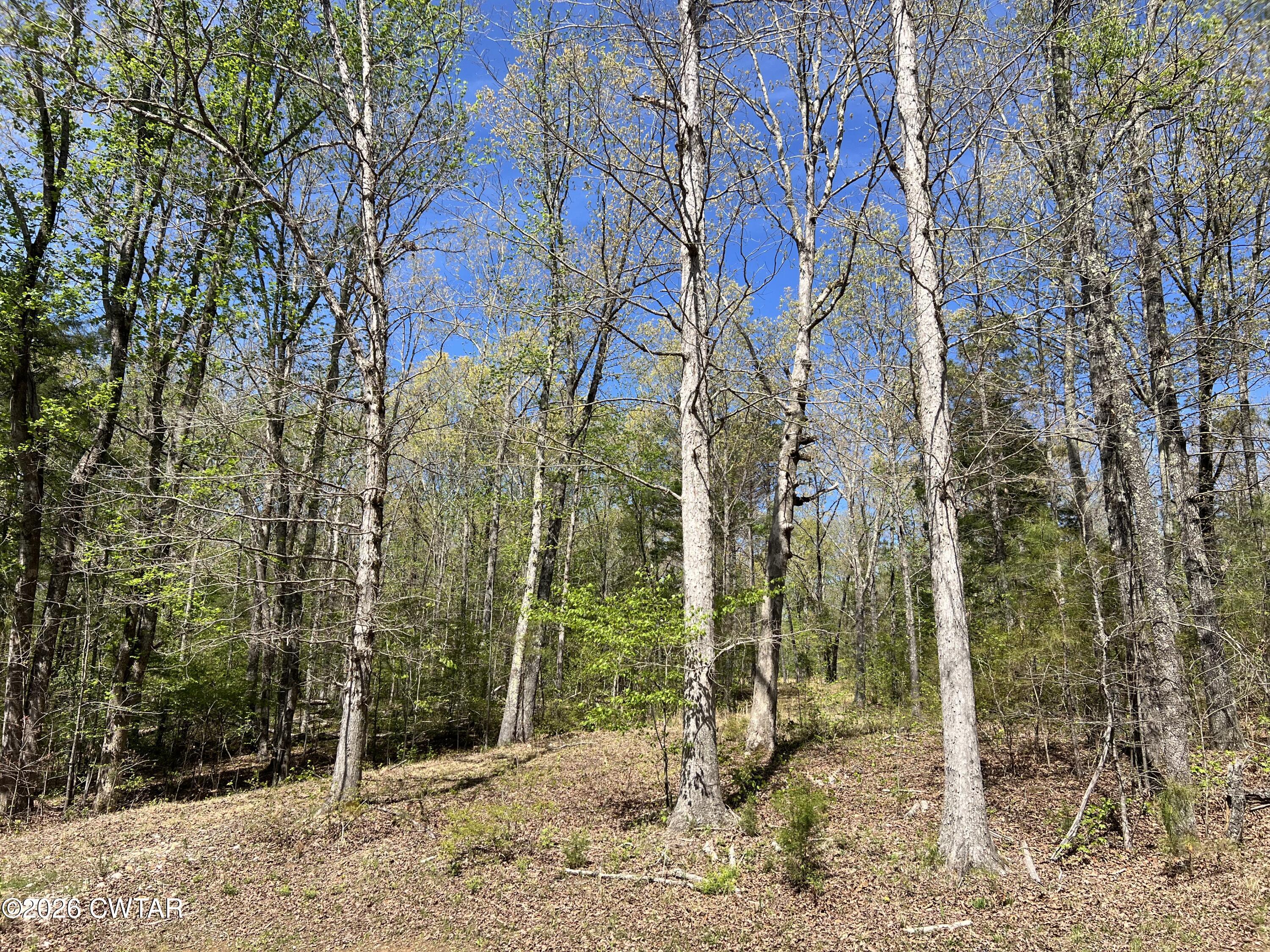 942 Excalibur Trail Cedar Grove, TN 38321 - Photo 3 of 19 a view of a forest filled with trees