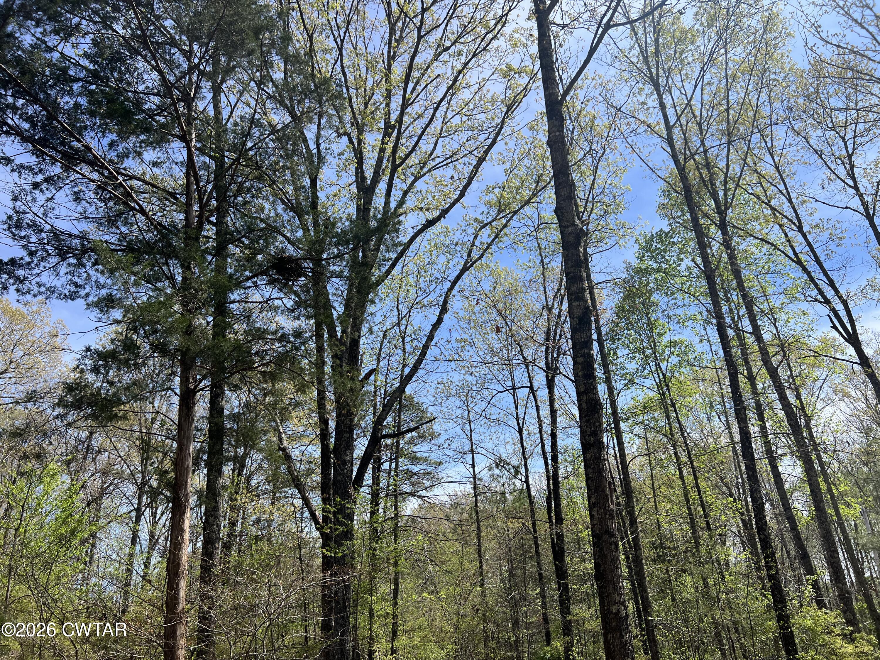 942 Excalibur Trail Cedar Grove, TN 38321 - Photo 6 of 19 a backyard of a house with lots of trees