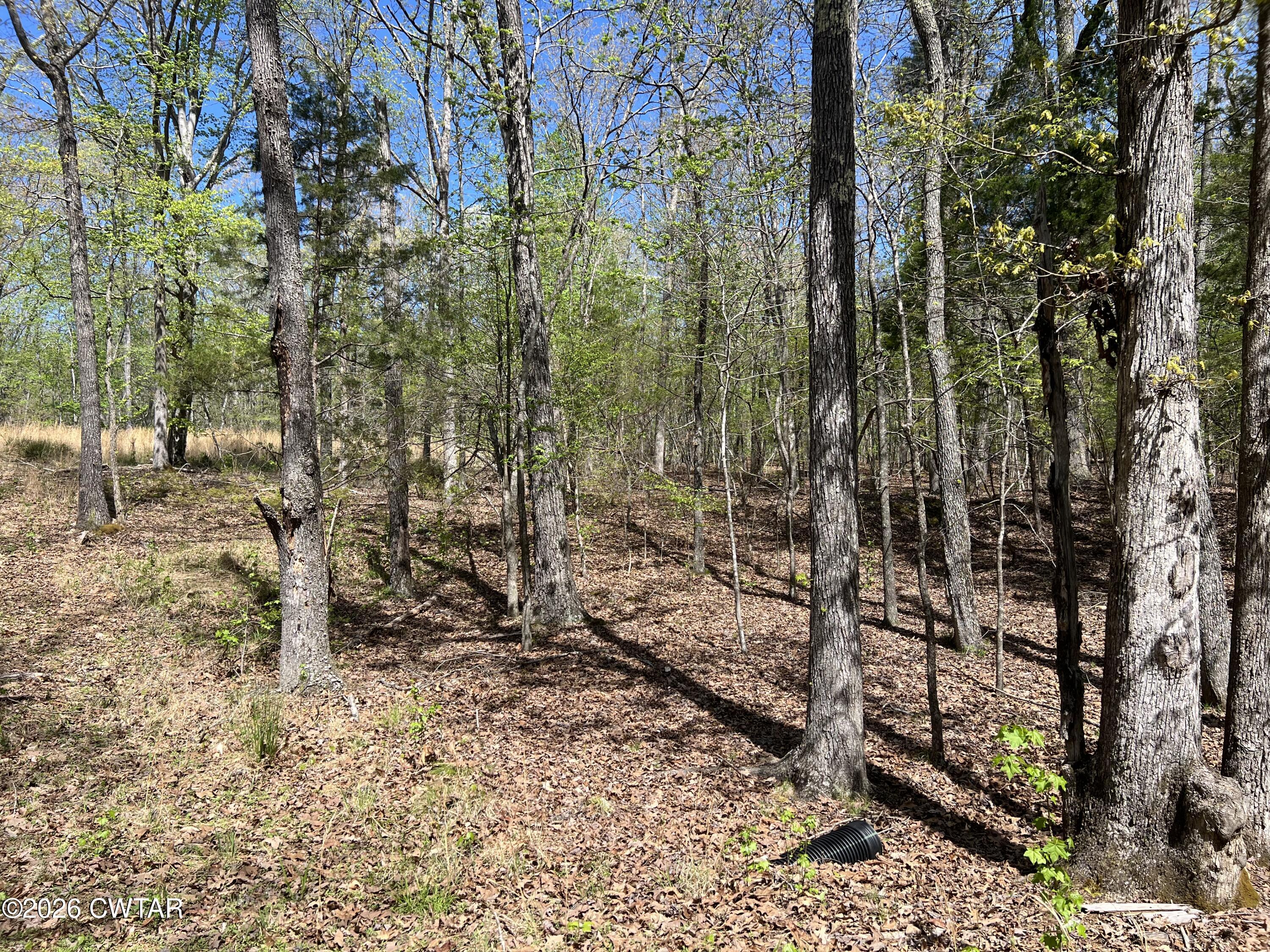 942 Excalibur Trail Cedar Grove, TN 38321 - Photo 8 of 19 a view of a forest with trees