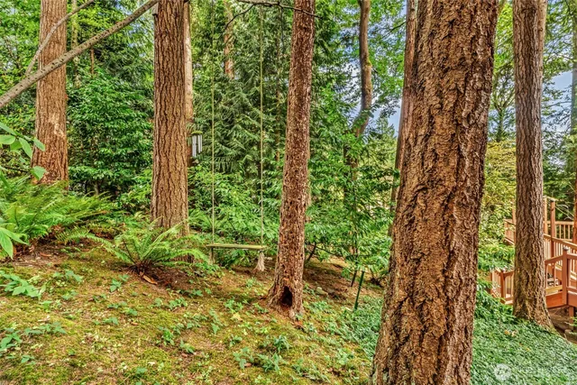 a close up of a plant in a garden