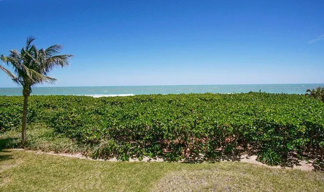 a view of a bunch of trees and bushes