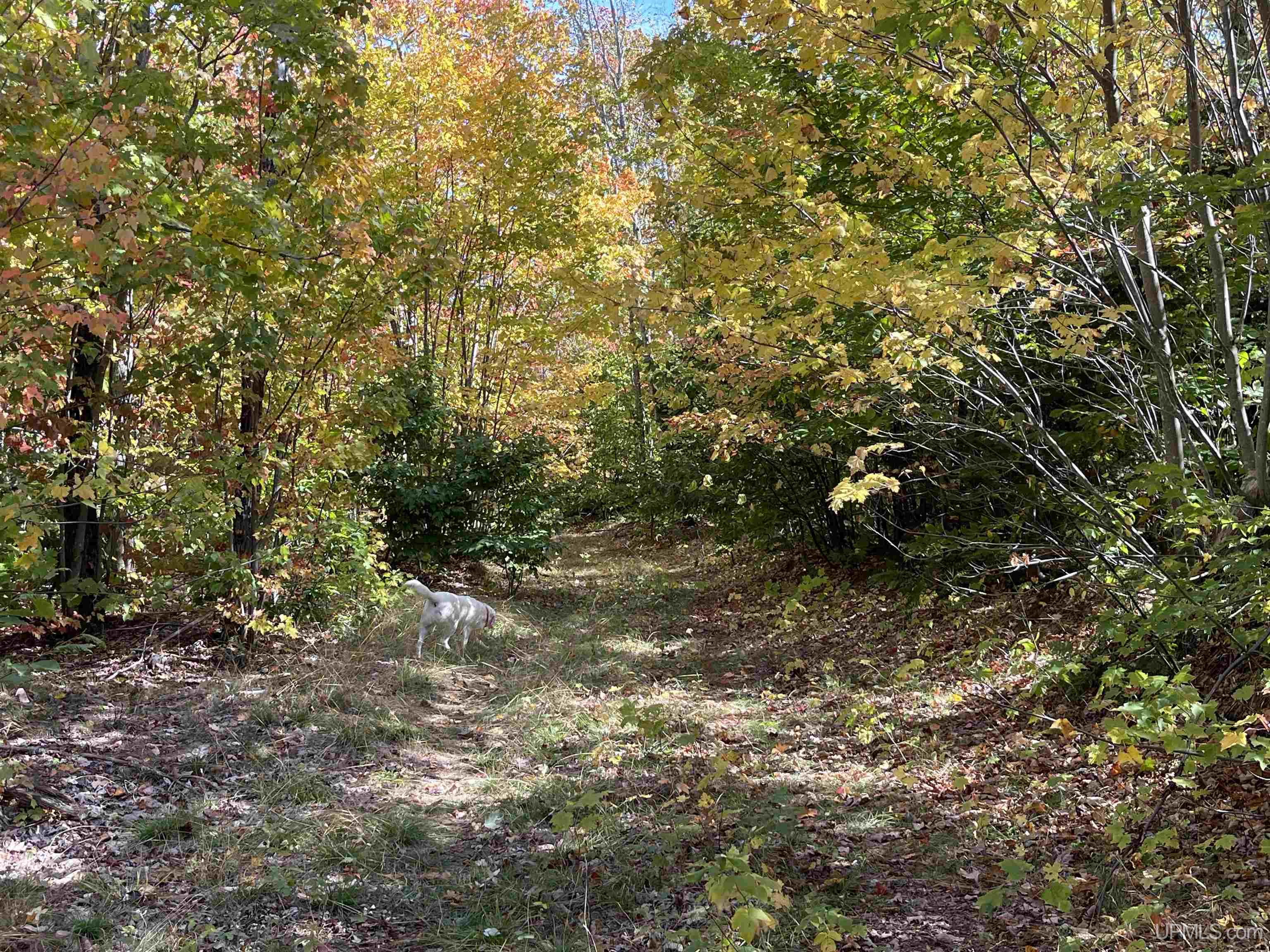 160 Acres Off H-58 Road Seney, MI 49883 - Photo 18 of 26