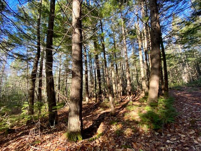 0 Hobbs Swamp Road Parsonsfield, ME 04047 - Photo 3 of 8 IMG_0724