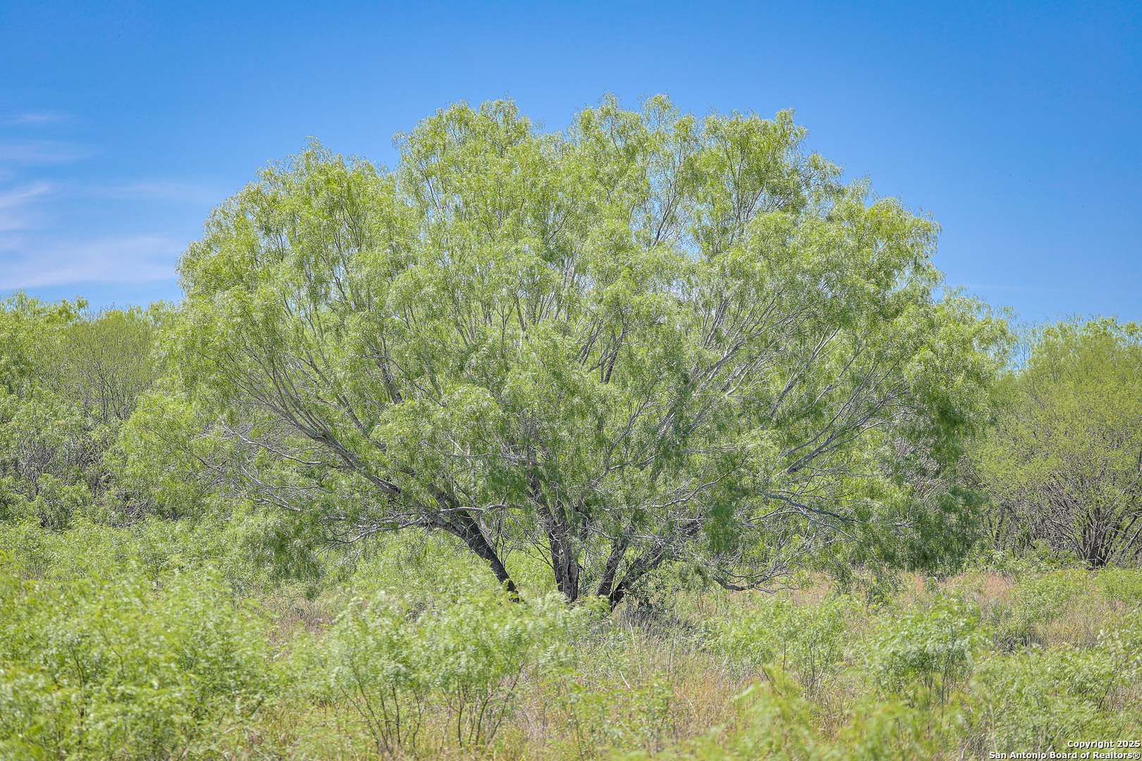 6266 Highway 281 Three Rivers, TX 78071 - Photo 13 of 37 a view of a lush green space