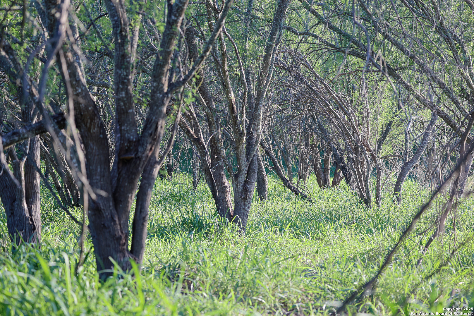 6266 Highway 281 Three Rivers, TX 78071 - Photo 14 of 37 a view of a garden