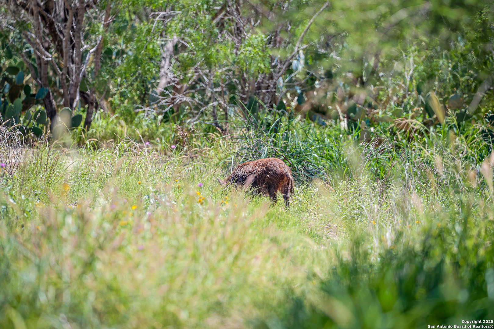 6266 Highway 281 Three Rivers, TX 78071 - Photo 15 of 37 a view of a garden from a house
