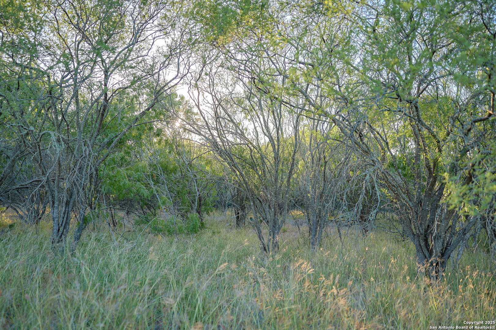 6266 Highway 281 Three Rivers, TX 78071 - Photo 18 of 37 a view of a lush green forest with lots of trees