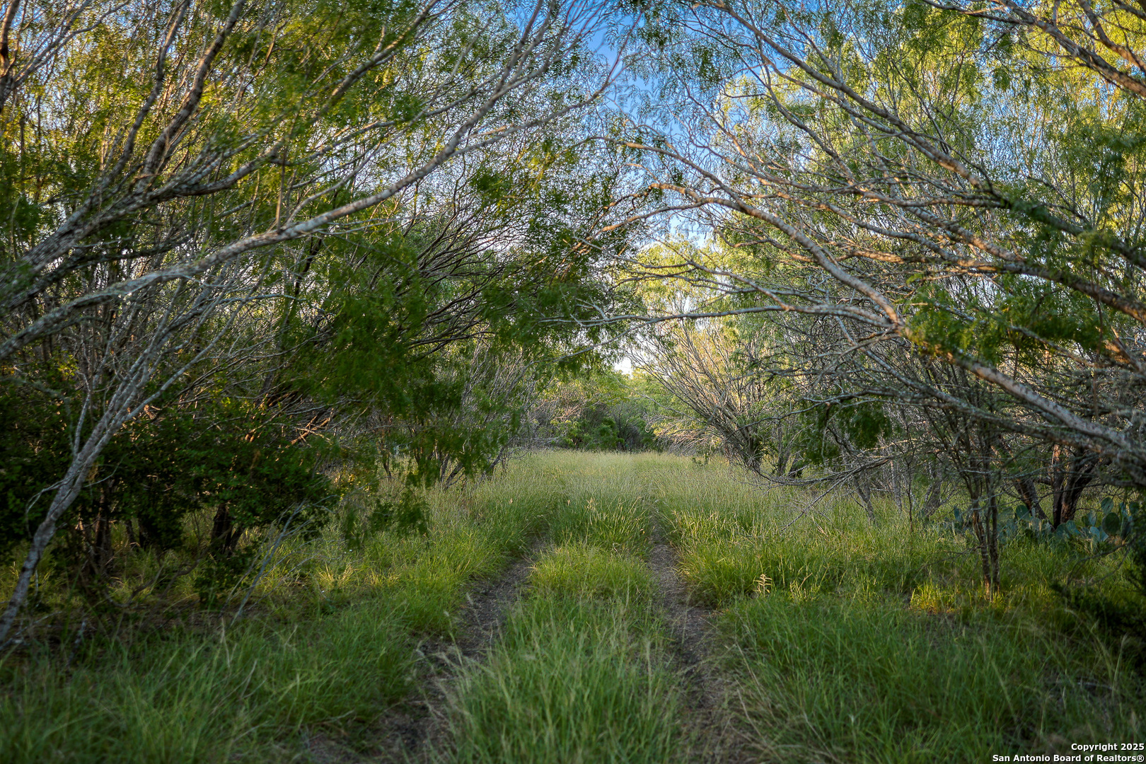 6266 Highway 281 Three Rivers, TX 78071 - Photo 19 of 37 a view of a lush green forest