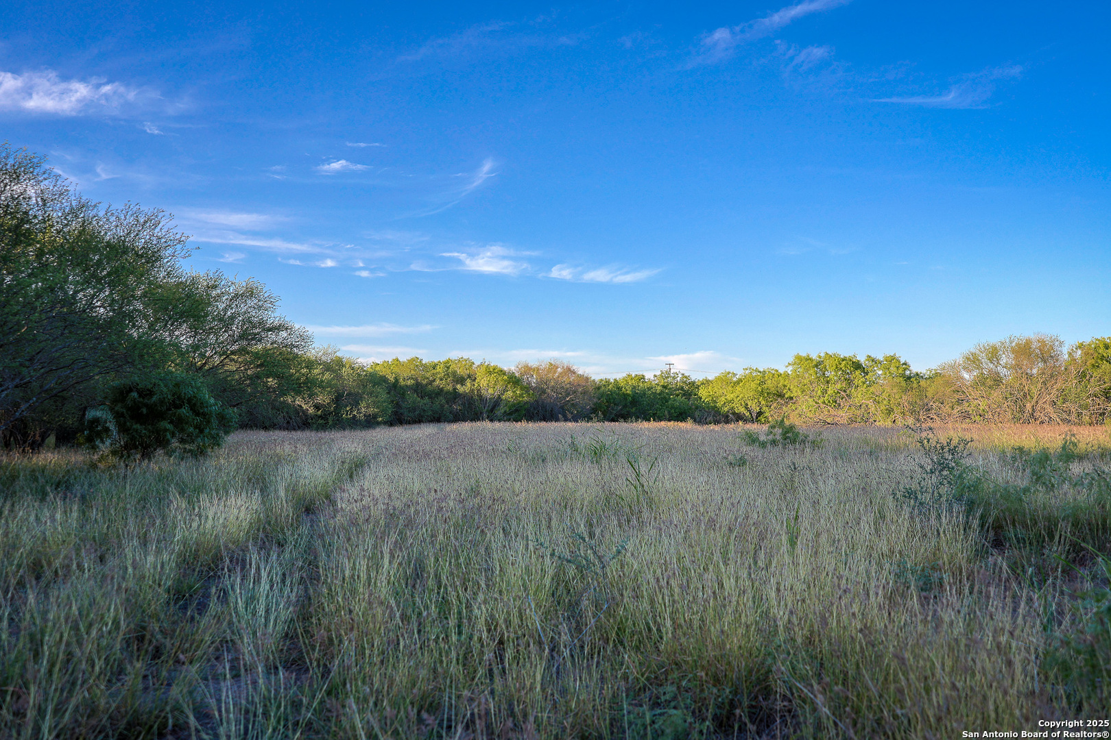 6266 Highway 281 Three Rivers, TX 78071 - Photo 22 of 37 a view of a lush green forest with lots of tall trees