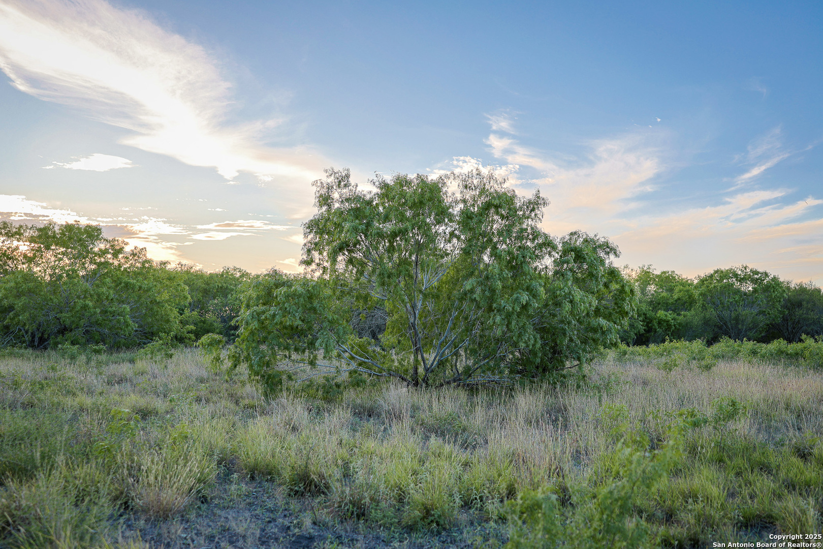 6266 Highway 281 Three Rivers, TX 78071 - Photo 25 of 37 a view of a lush green forest with lots of trees
