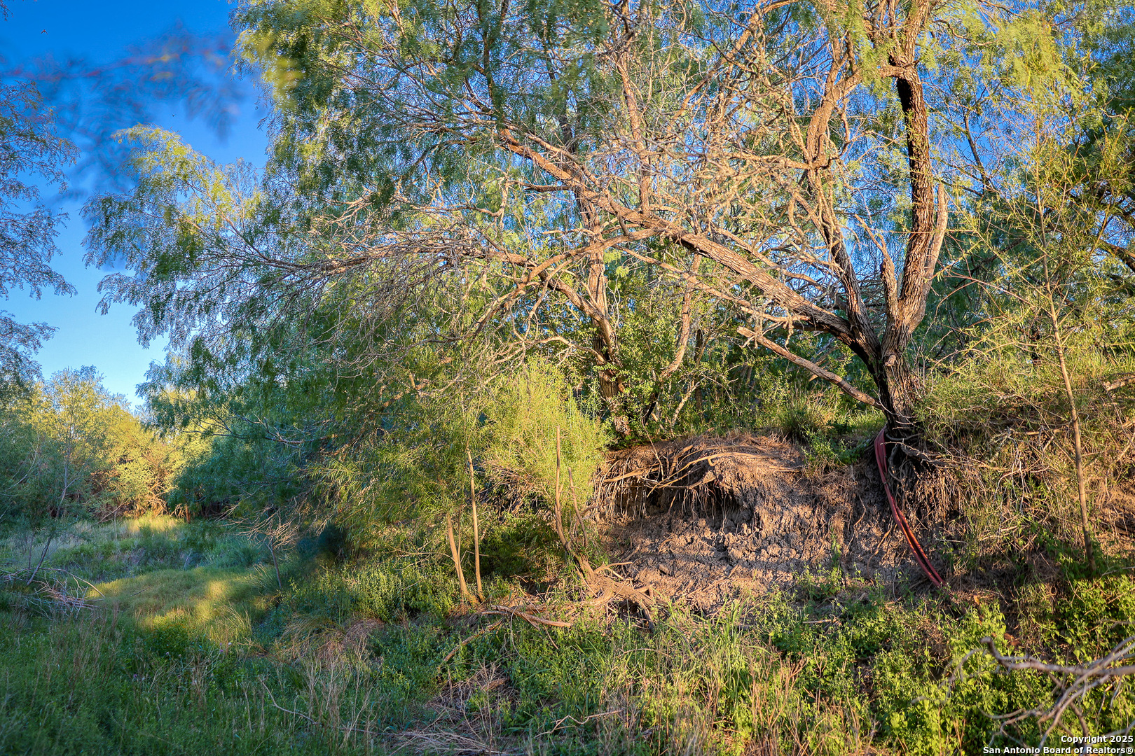 6266 Highway 281 Three Rivers, TX 78071 - Photo 28 of 37 a view of forest