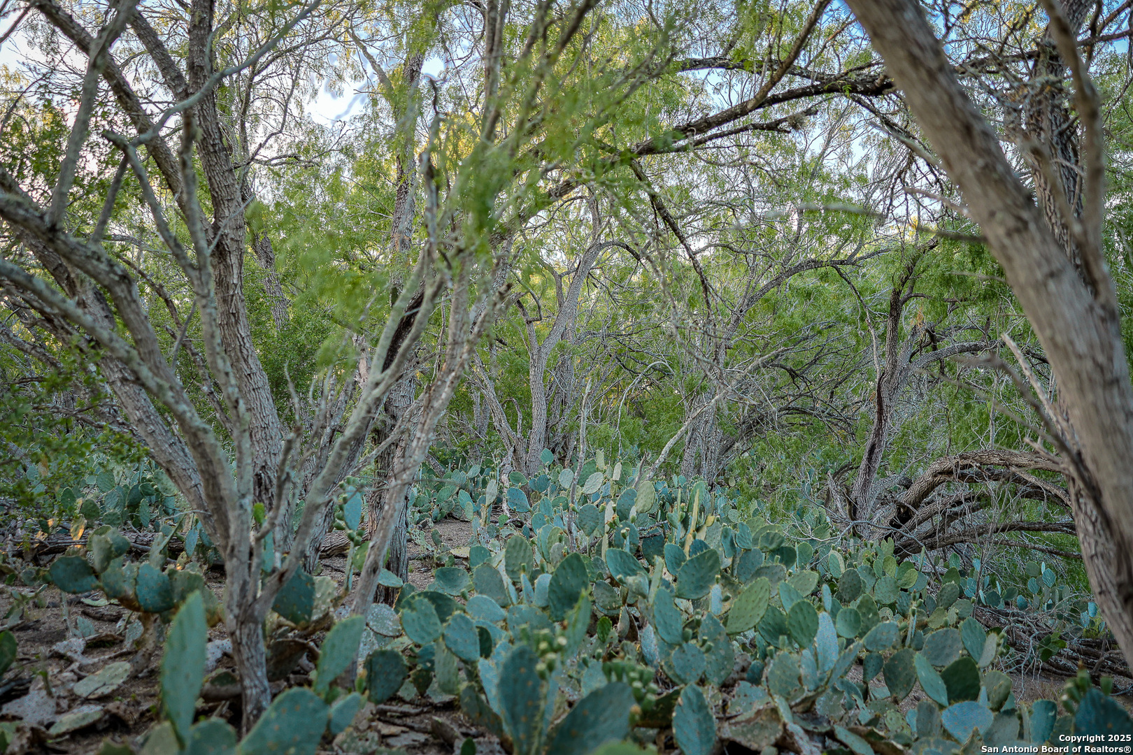 6266 Highway 281 Three Rivers, TX 78071 - Photo 29 of 37 a view of a forest