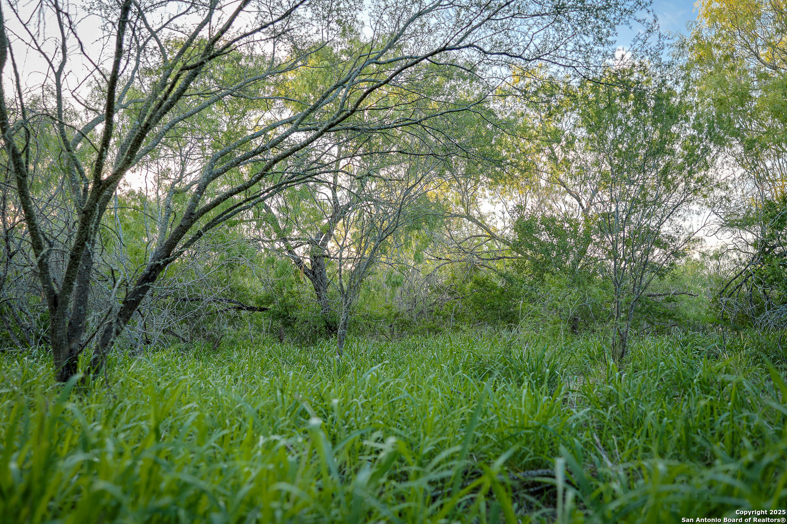 6266 Highway 281 Three Rivers, TX 78071 - Photo 32 of 37 a view of a lush green forest