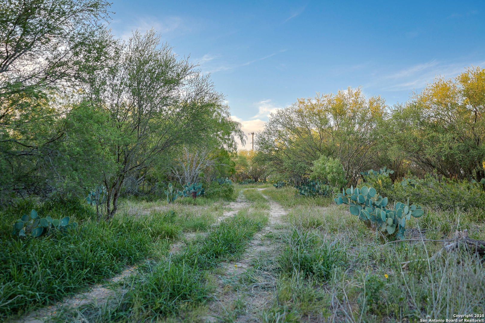 6266 Highway 281 Three Rivers, TX 78071 - Photo 33 of 37 a view of a lush green forest with lots of trees