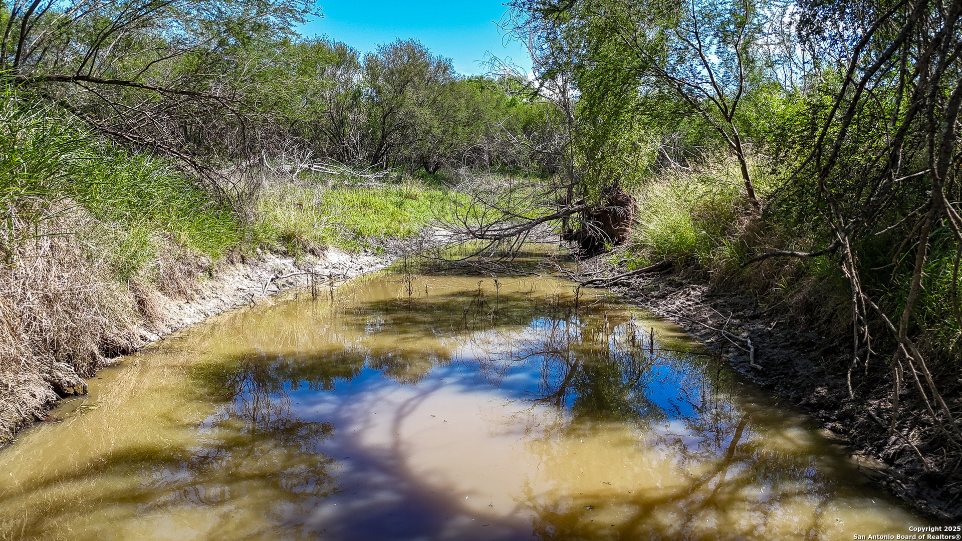 6266 Highway 281 Three Rivers, TX 78071 - Photo 8 of 37 a view of a yard with a tree