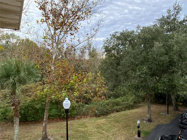 a street view with tall trees