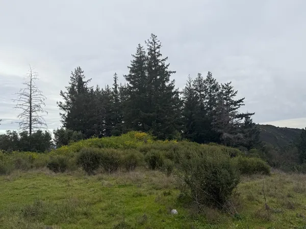 a view of a field of grass and trees