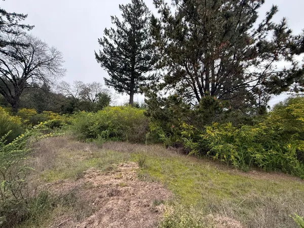 a view of a plants with large trees