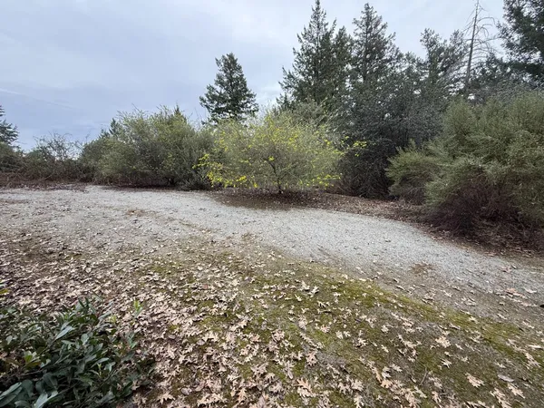 a view of a yard with a tree