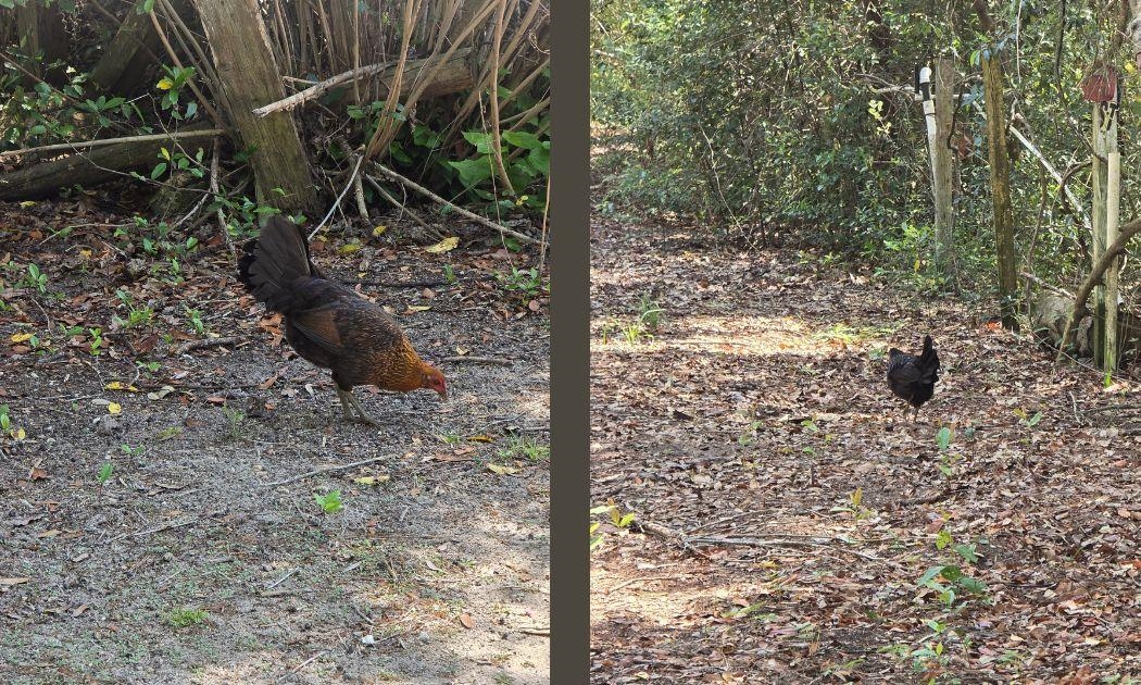 1764 Dice Road Perry, FL 32348 - Photo 2 of 34