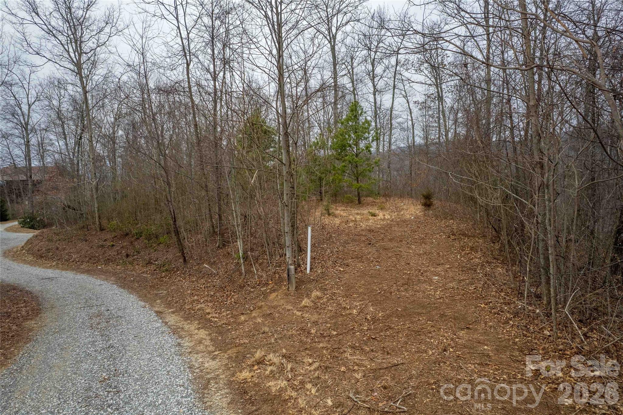 a view of a forest with trees in the background