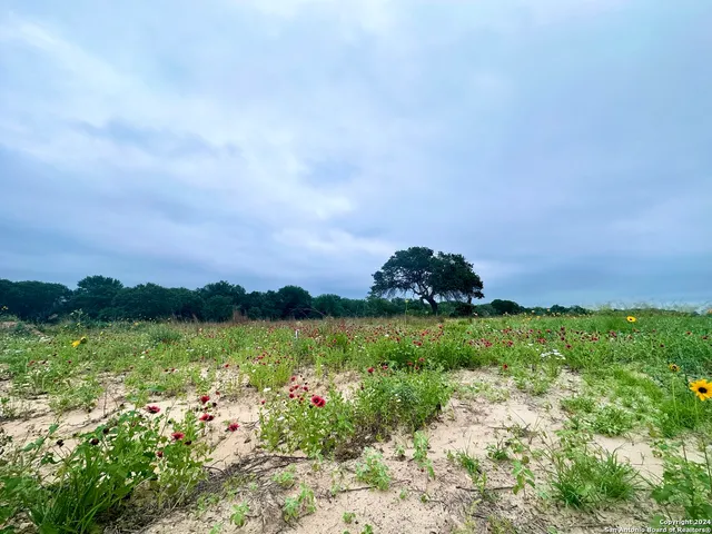 a view of lake and tree