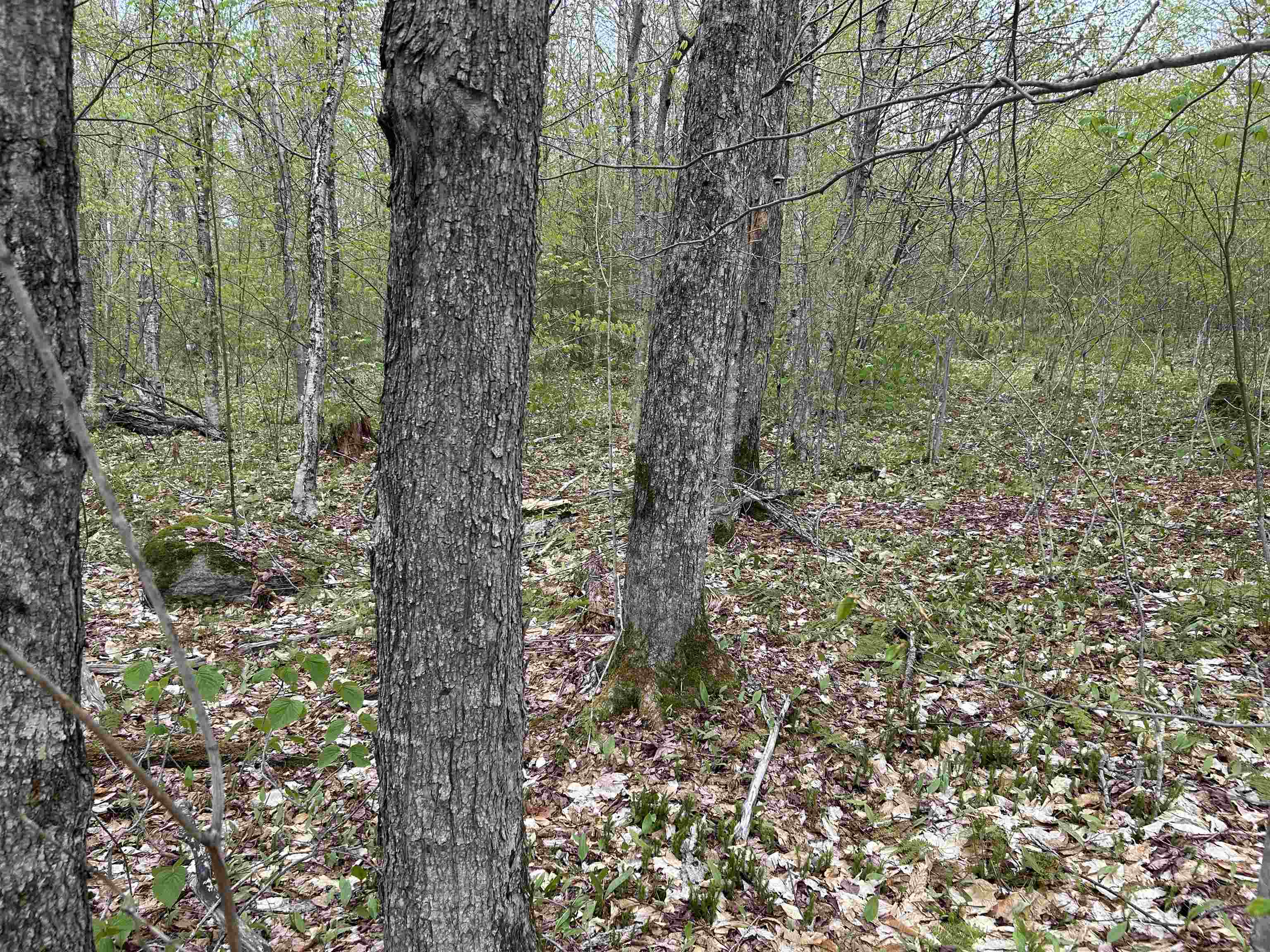 Mapb2-lot16 Dead Water Road Stewartstown, NH 03576 - Photo 23 of 31