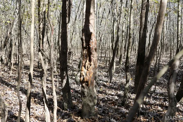 $385,000 | 0 East Elbow Lane, Noble, IL 62868