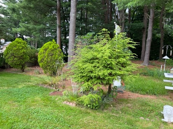 10 Arrowhead Drive Saugus, MA 01906 - Photo 25 of 25 a view of a garden