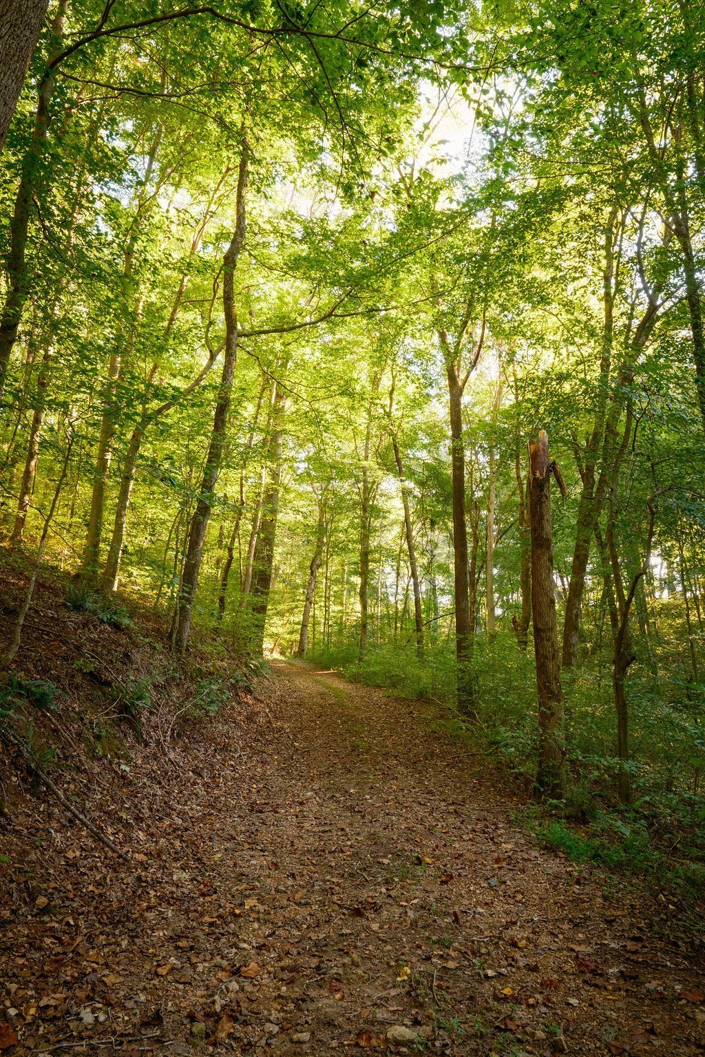 3685 Martin Ervin Road Santa Fe, TN 38482 - Photo 56 of 99 a big yard with lots of green space and trees