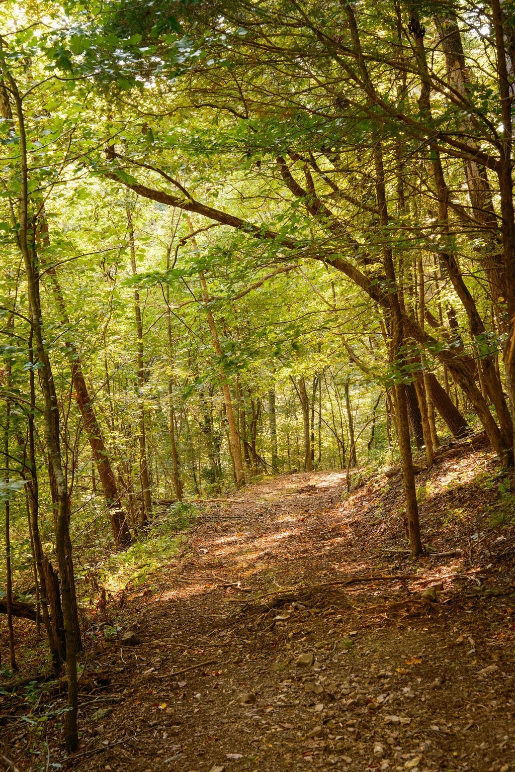 3685 Martin Ervin Road Santa Fe, TN 38482 - Photo 59 of 99 a view of yard with large trees