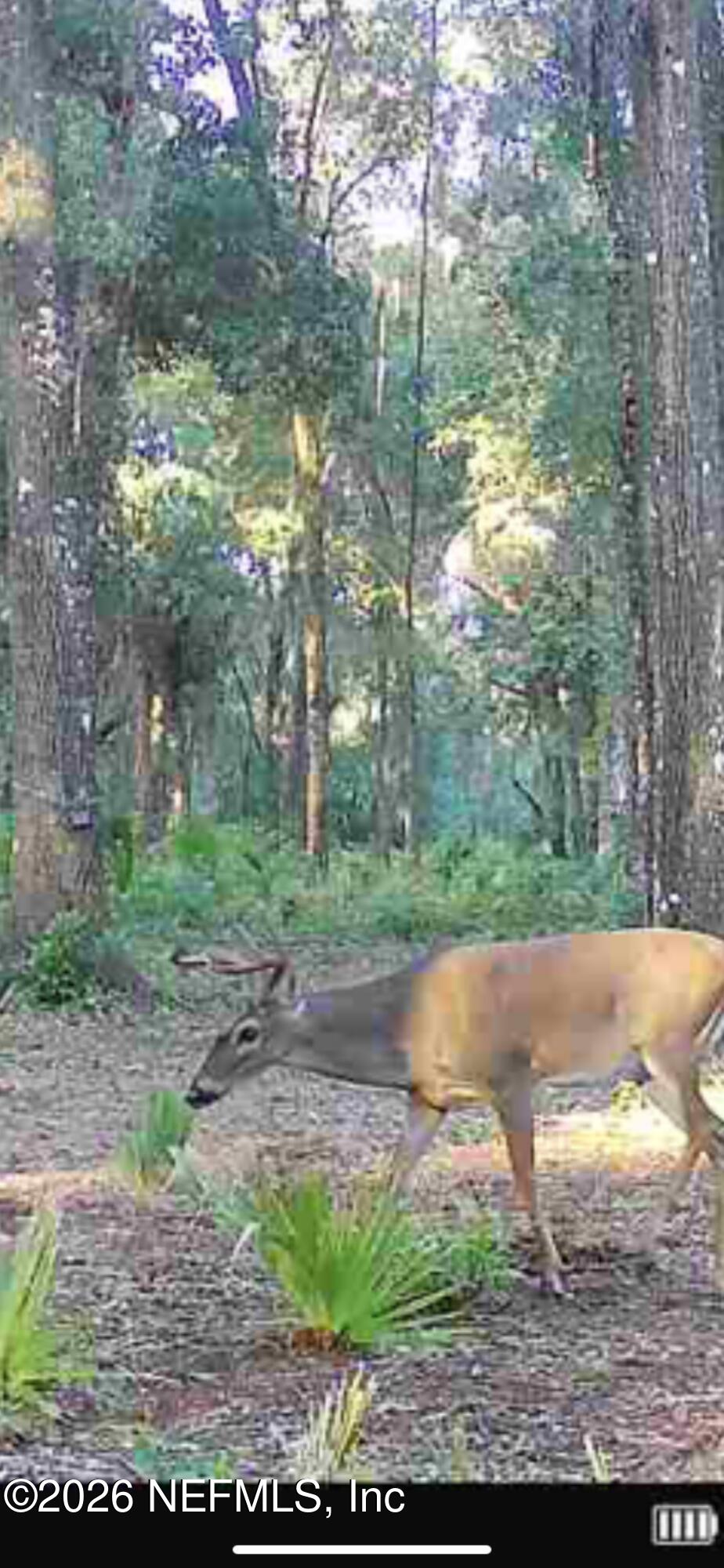 Tbd Tbd Old Welaka (parcel B) Road Satsuma, FL 32189 - Photo 5 of 26 a view of outdoor space and yard