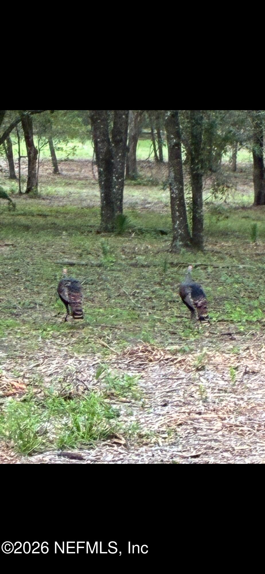 Tbd Tbd Old Welaka (parcel B) Road Satsuma, FL 32189 - Photo 8 of 26 a view of a yard with an outdoor space