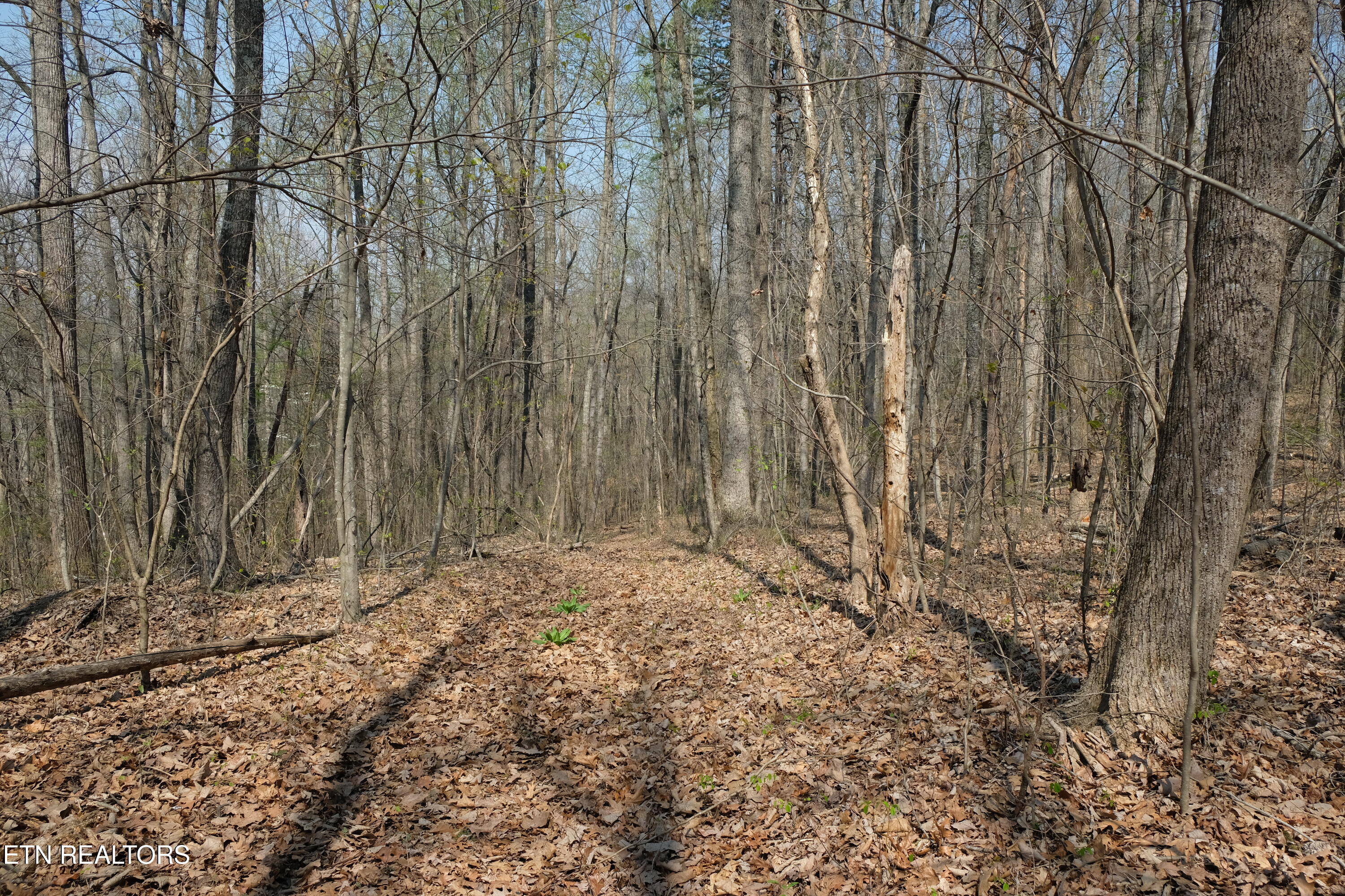 3578 Wolf Creek Road Spring City, TN 37381 - Photo 6 of 16 DSCF4720