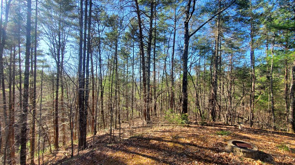 192 Fingerboard Road Reliance, TN 37369 - Photo 3 of 57 a view of outdoor space with trees