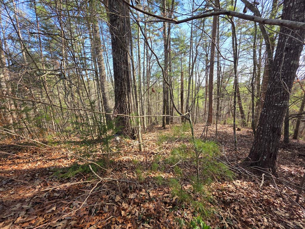 192 Fingerboard Road Reliance, TN 37369 - Photo 61 of 62 a backyard of a house with lots of green space