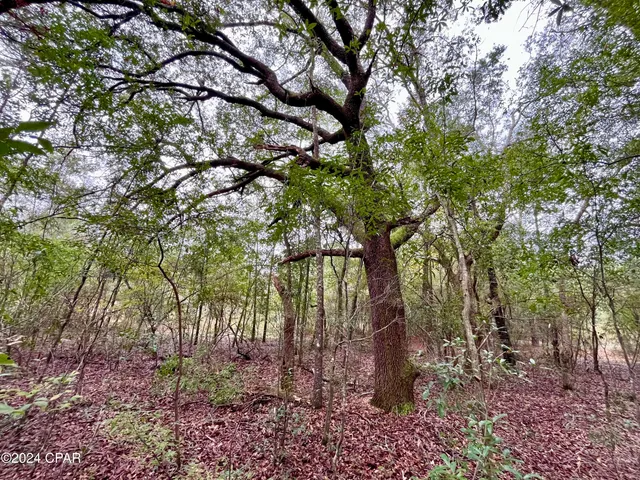 $9,500 | Lot 12 Janet Circle, Chipley, FL 32428