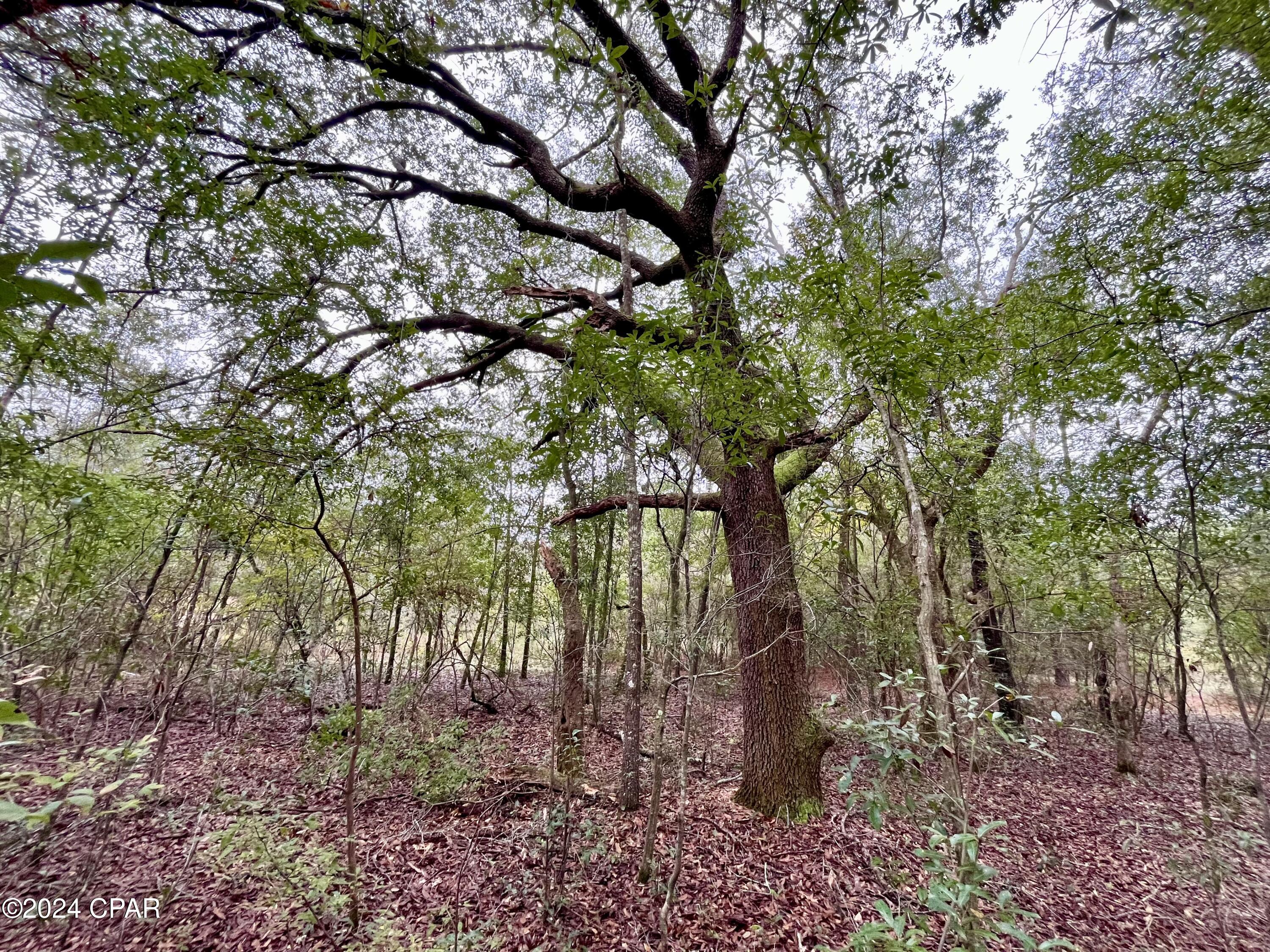 Lot 12 Janet Circle Chipley, FL 32428 - Photo 1 of 45