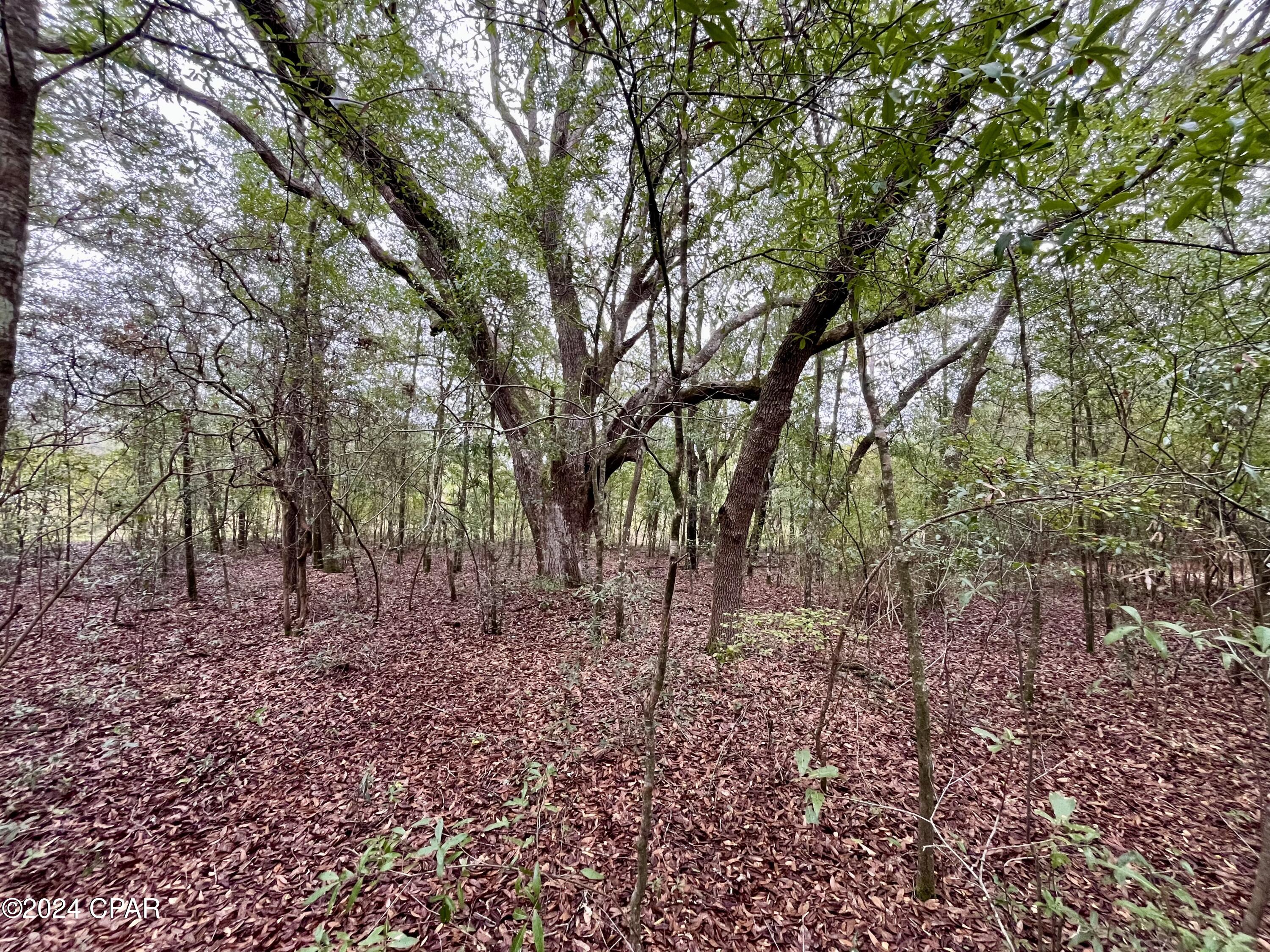 Lot 12 Janet Circle Chipley, FL 32428 - Photo 2 of 45