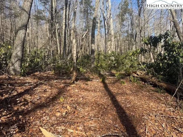 a view of a yard with plants and trees