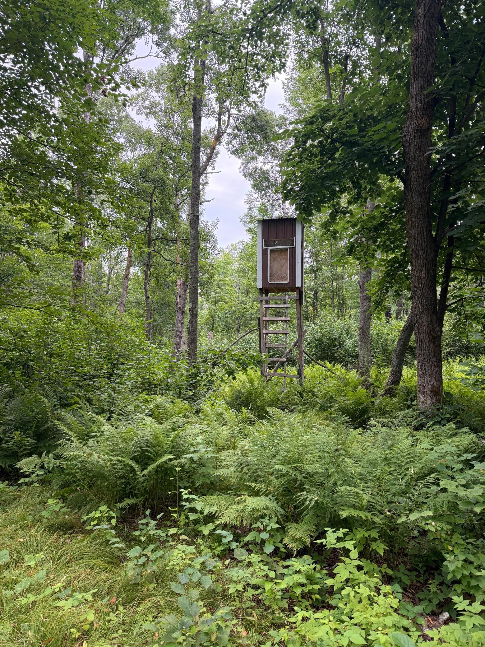 Tbd Shady Pine Road Bruno, MN 55712 - Photo 5 of 16 Gallery Image 5