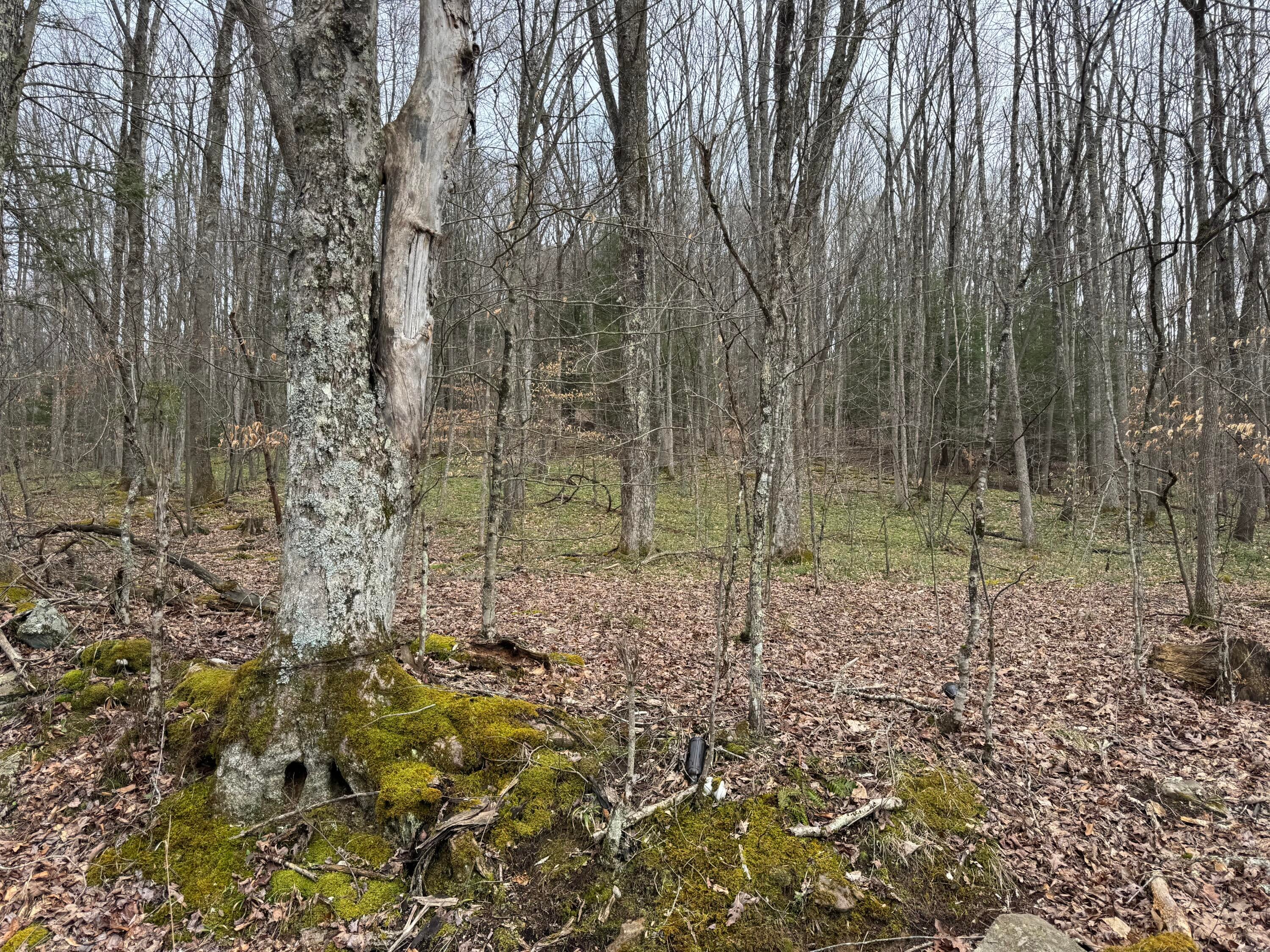 Sugar Camp Road Craigsville, WV 26205 - Photo 1 of 6 Sugar Camp Rd, Craigsville WV