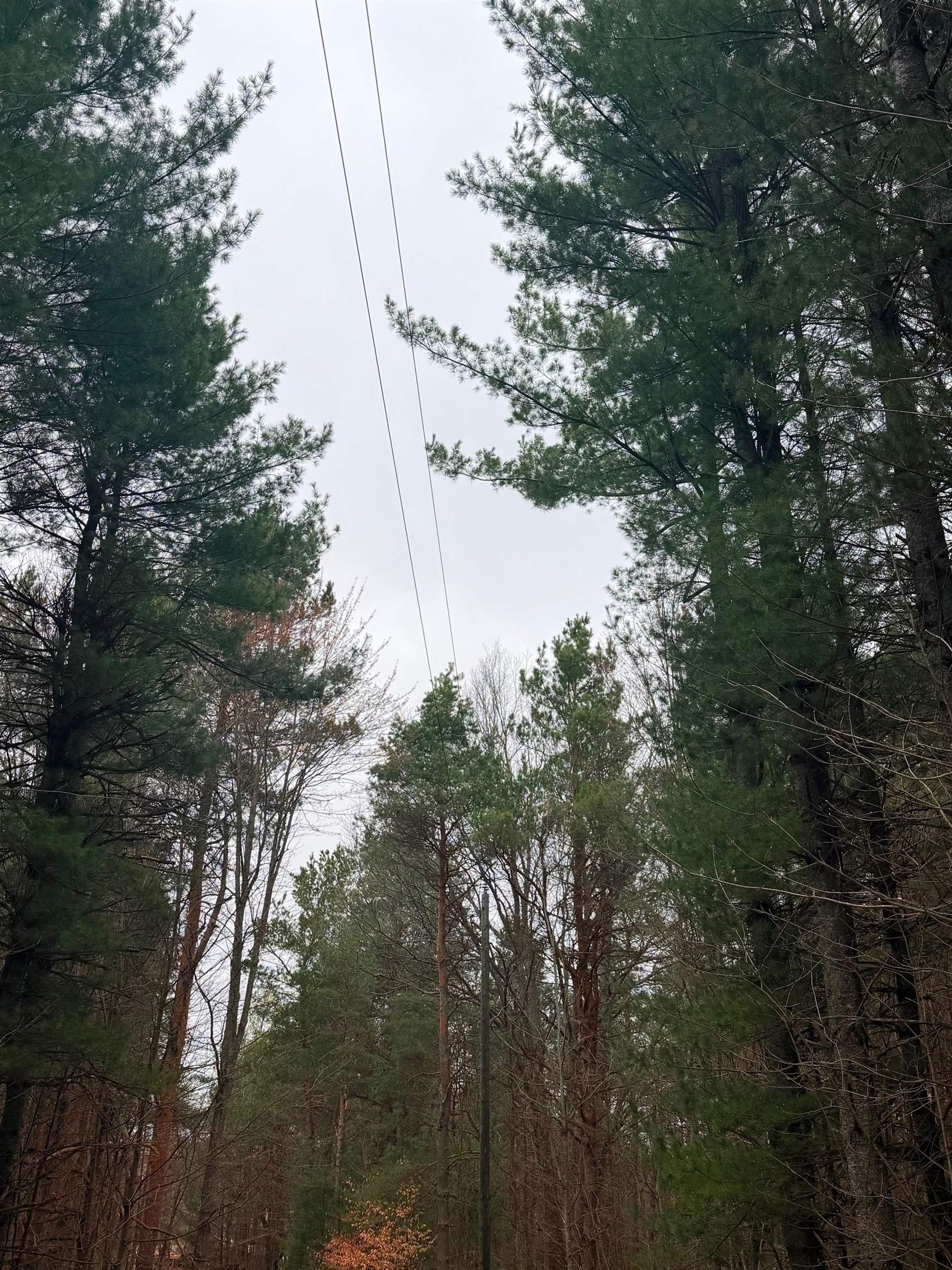 2 Woodland Trail, Unit PARCEL 2 Cedar, MI 49621 - Photo 12 of 19