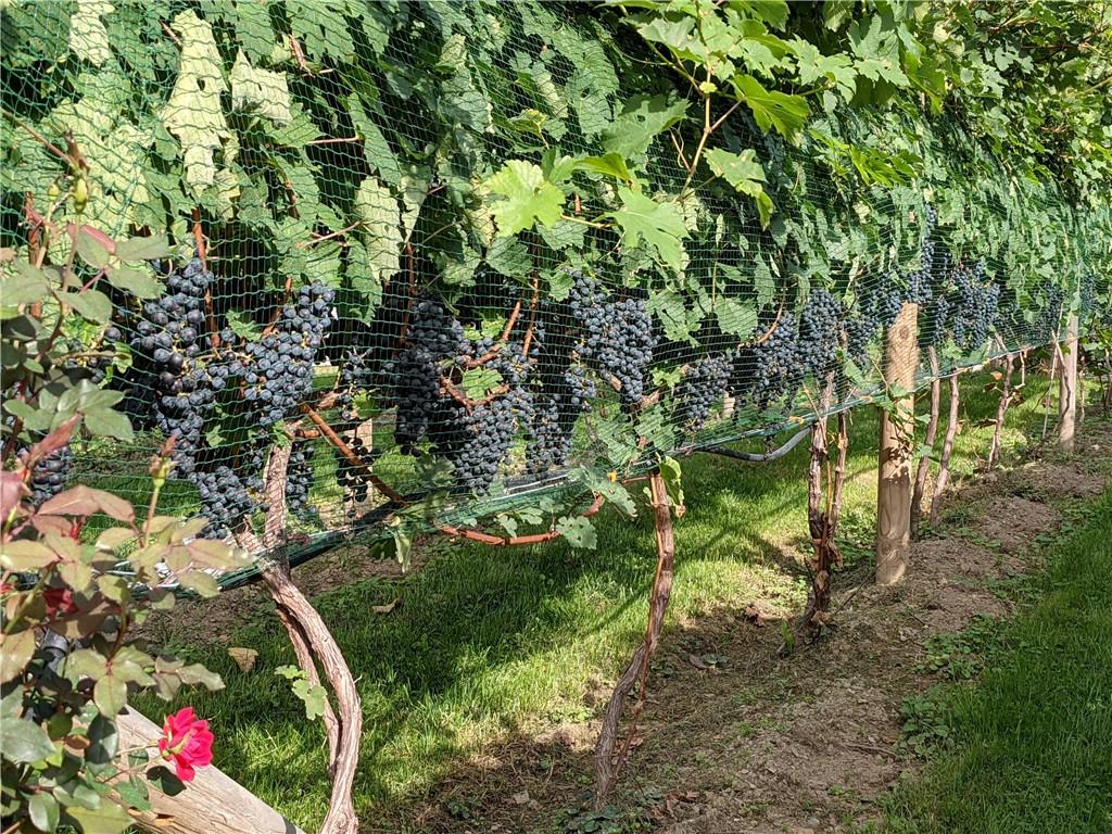 6920 Shannon Road Verona, PA 15147 - Photo 36 of 47 Your own vineyard!