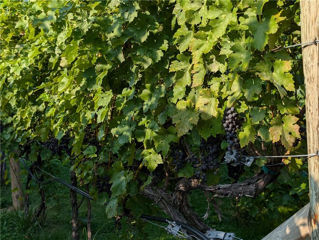 6920 Shannon Road Verona, PA 15147 - Photo 37 of 47 Vineyard