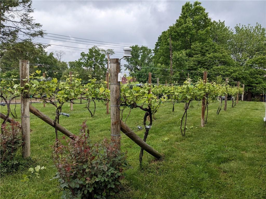6920 Shannon Road Verona, PA 15147 - Photo 38 of 47 Vineyard