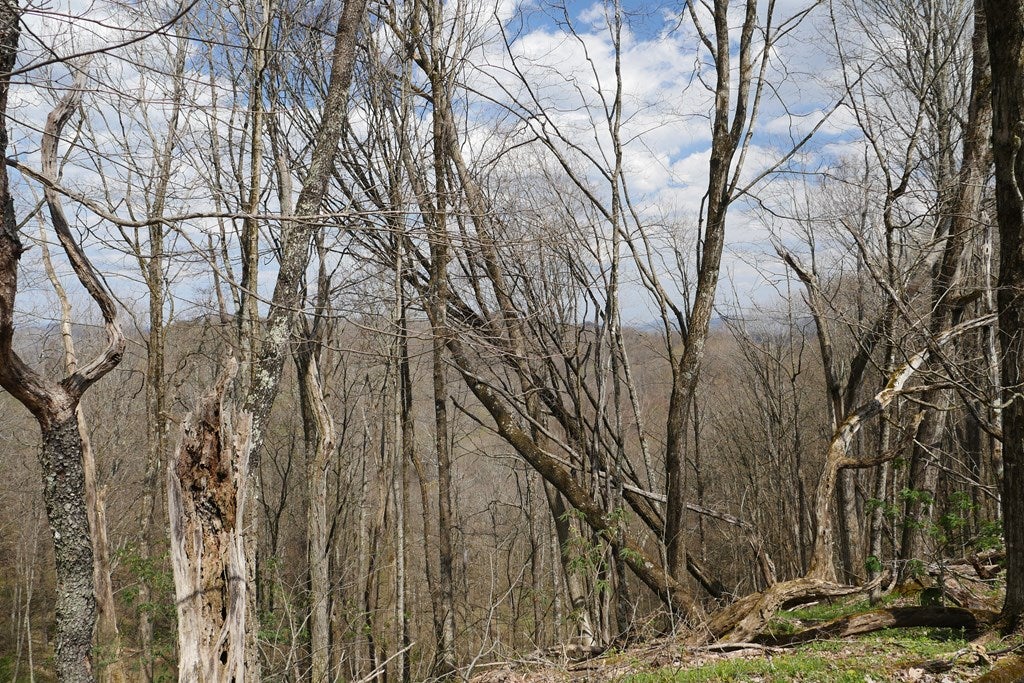 Tbd Unity Road, Unit 1 North Tazewell, VA 24630 - Photo 24 of 92 Gallery Image 24