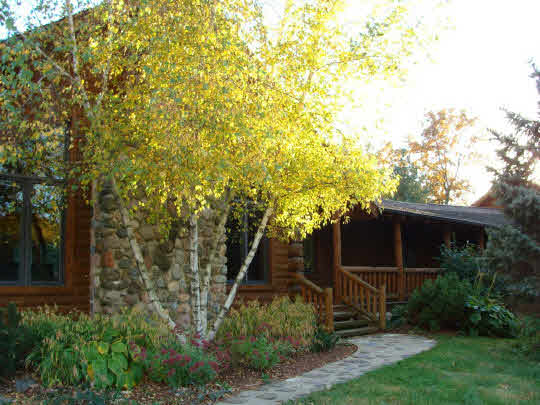 a backyard of a house with plants and tree